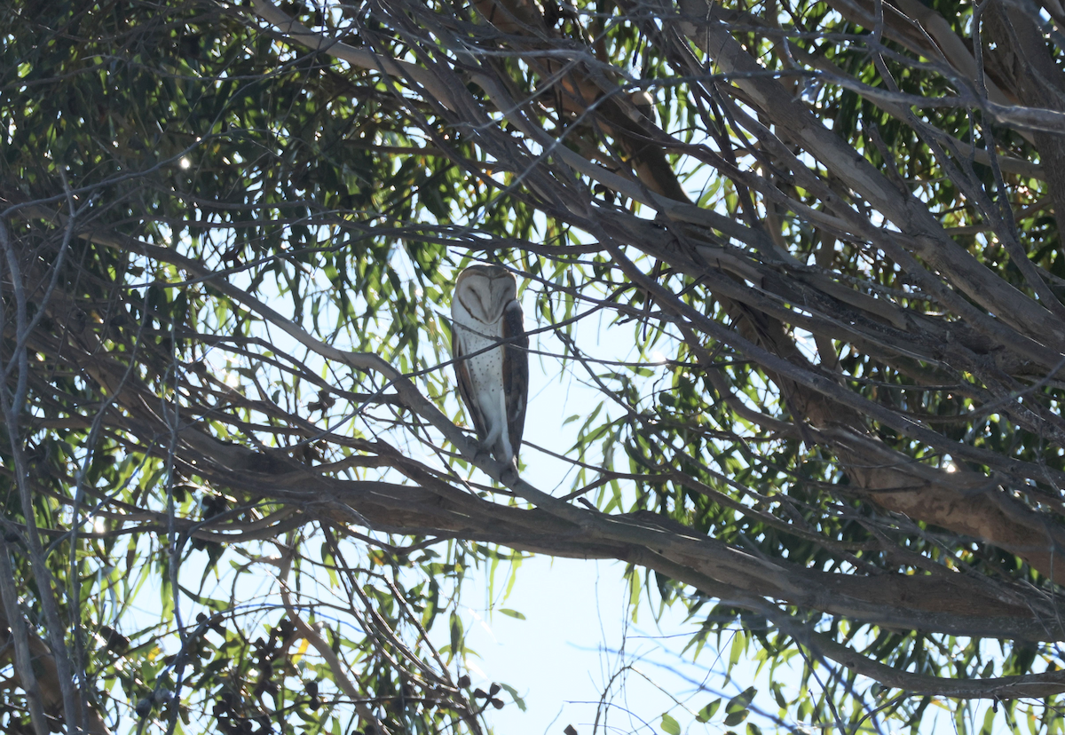 Western Barn Owl (African) - ML647415412