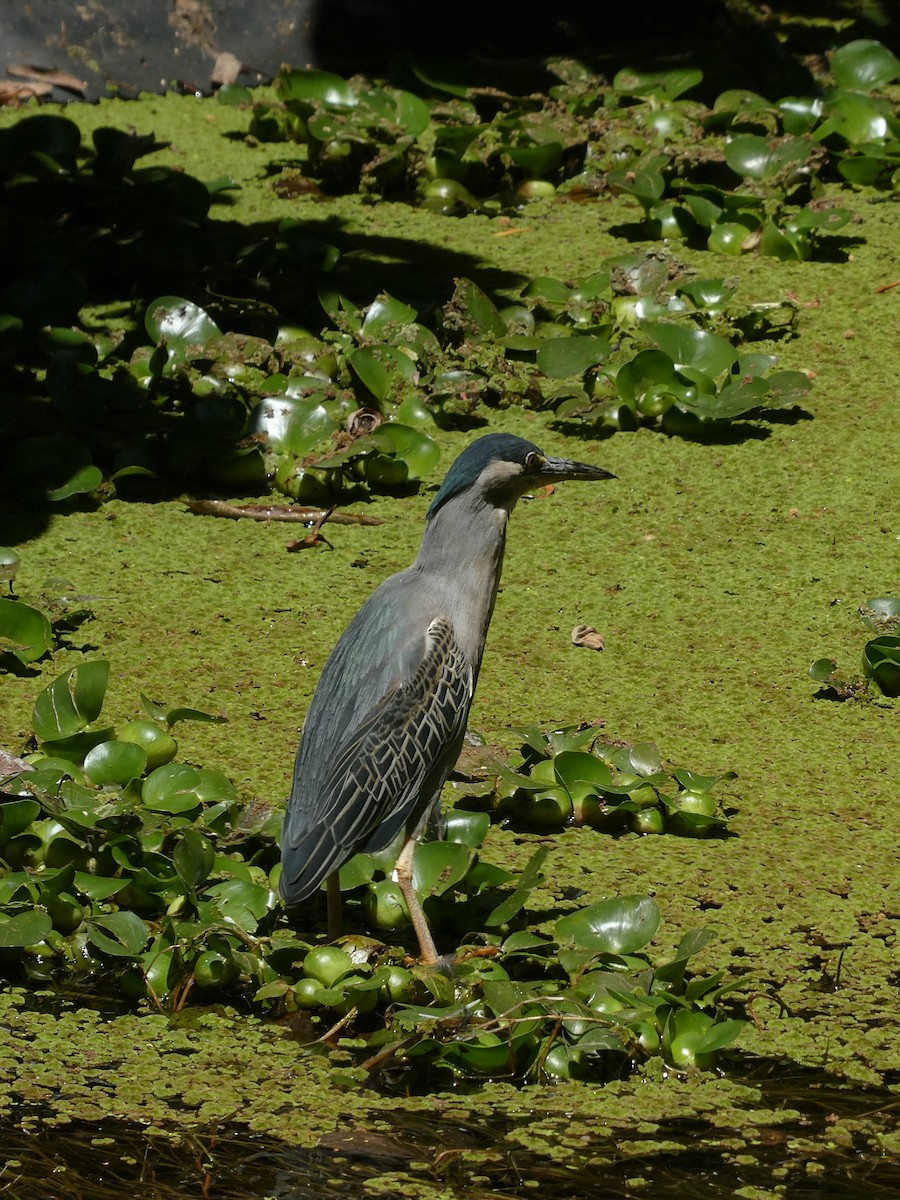 Striated Heron - ML647415423