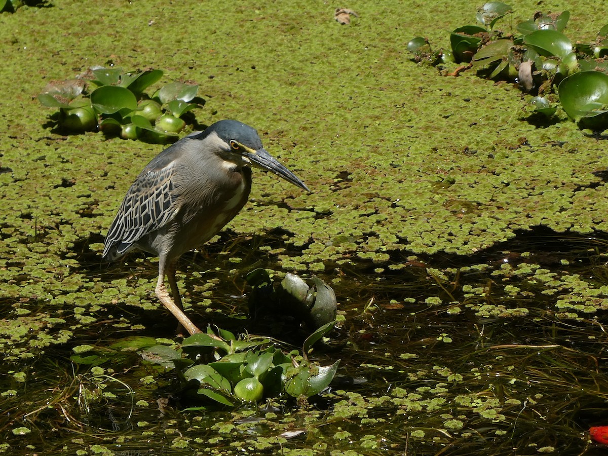 Striated Heron - ML647415424