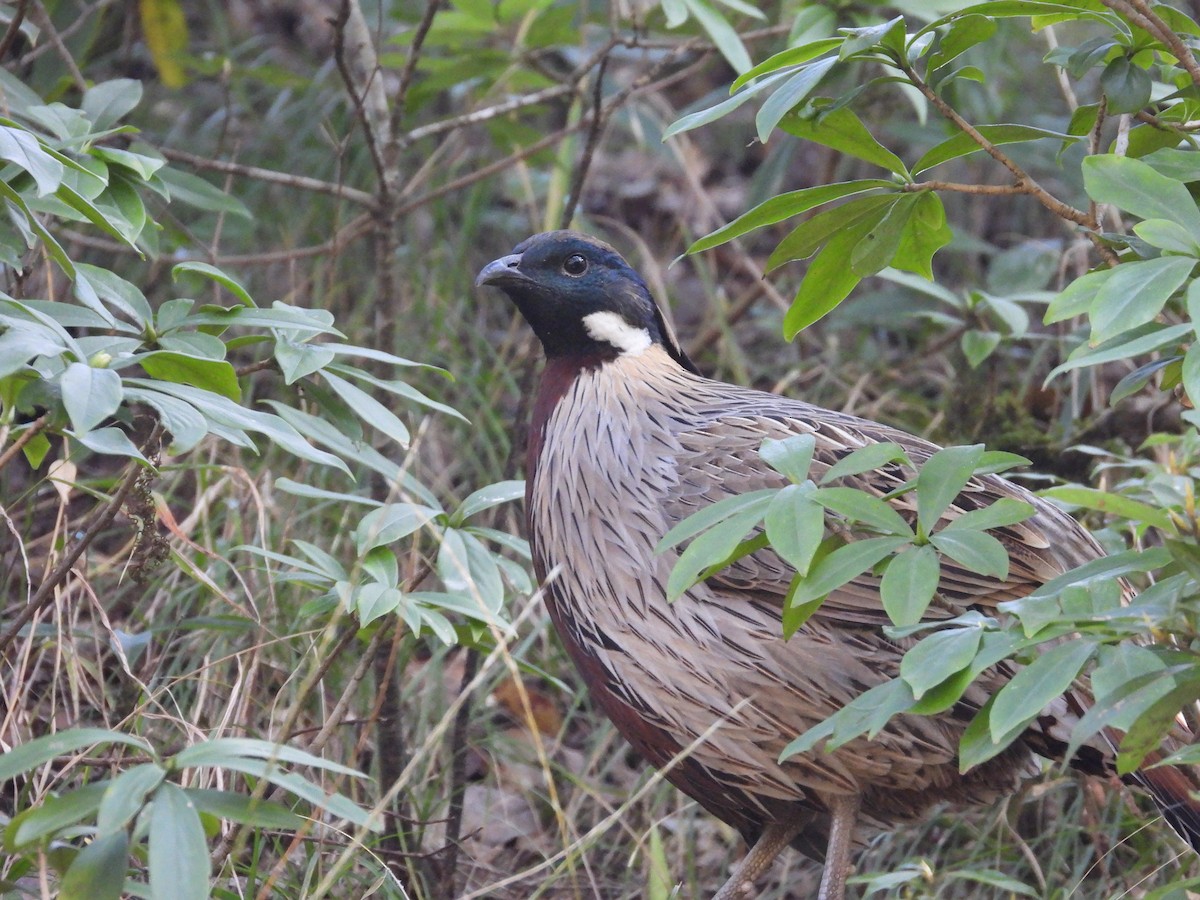 bažant chocholatý - ML647415425