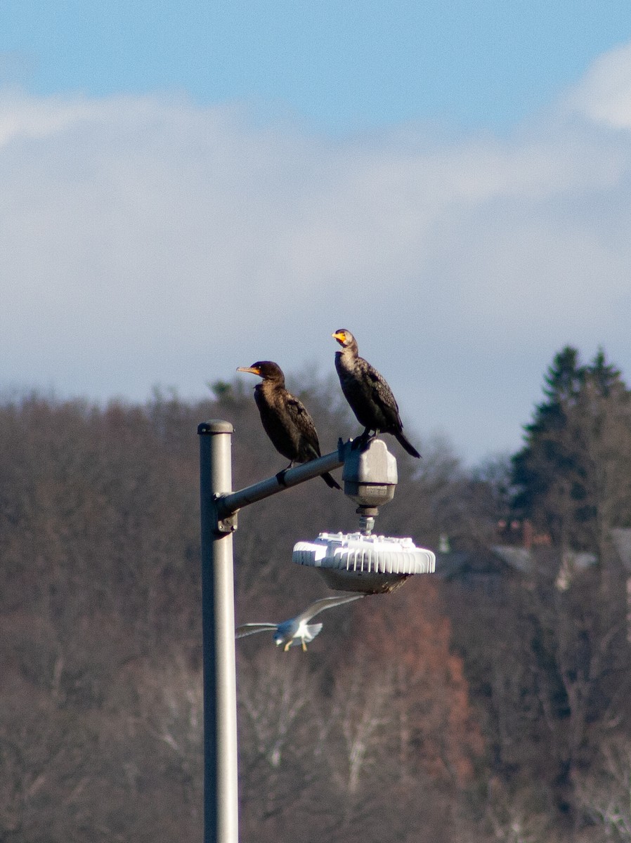 Баклан вухатий - ML647415426