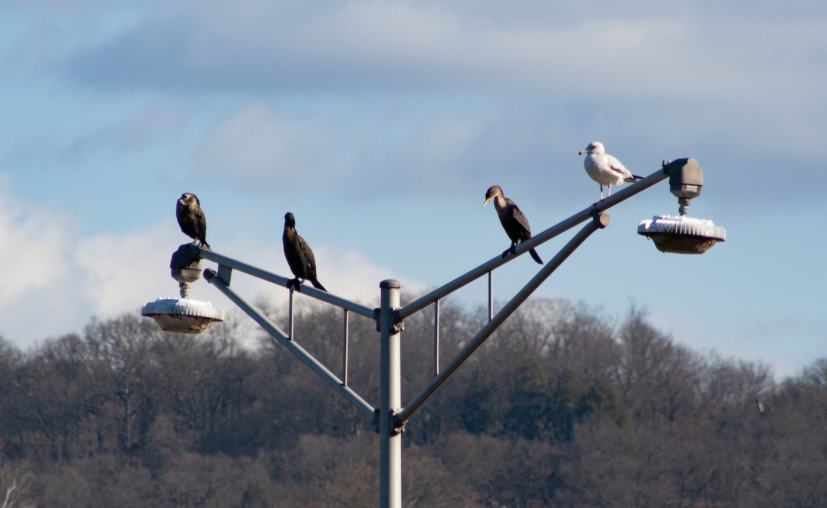 Баклан вухатий - ML647415427