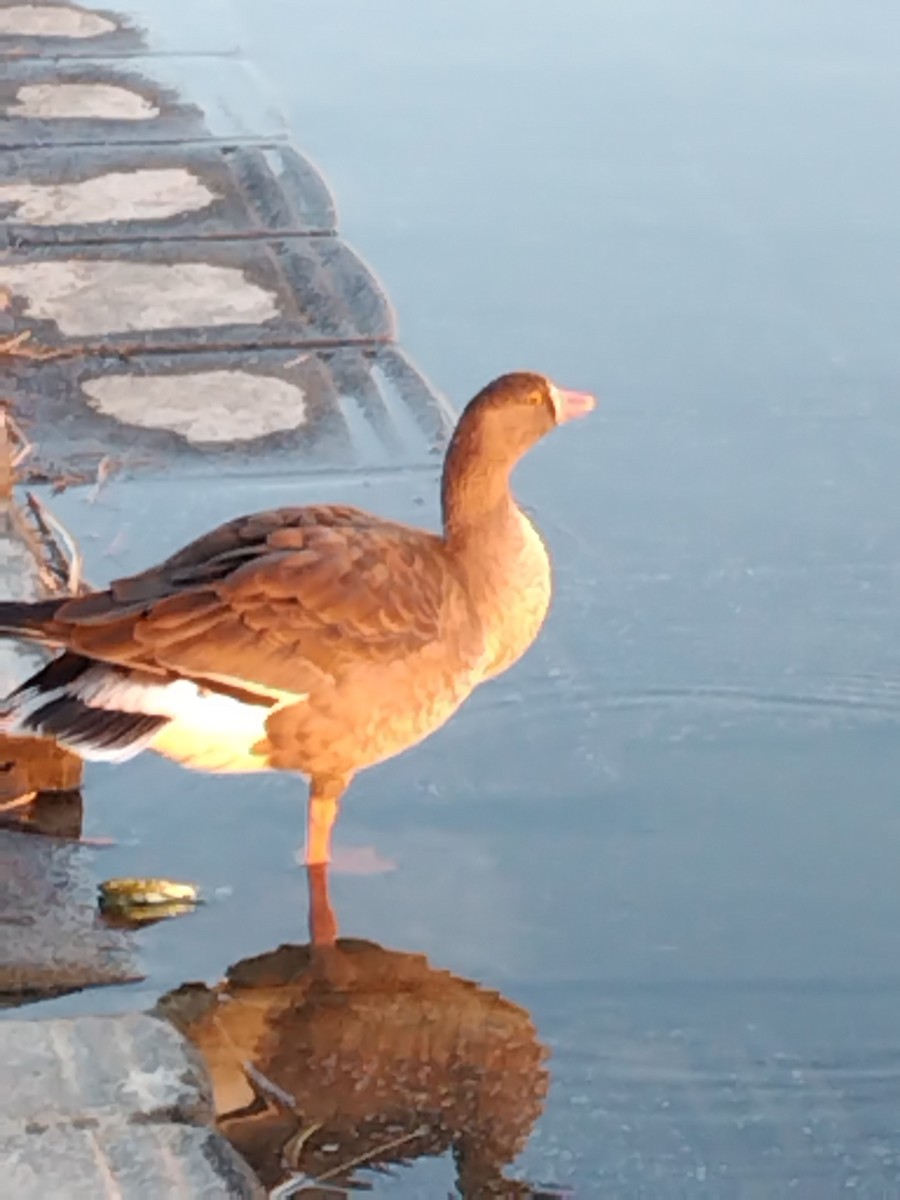 Лебідь sp. - ML647415431