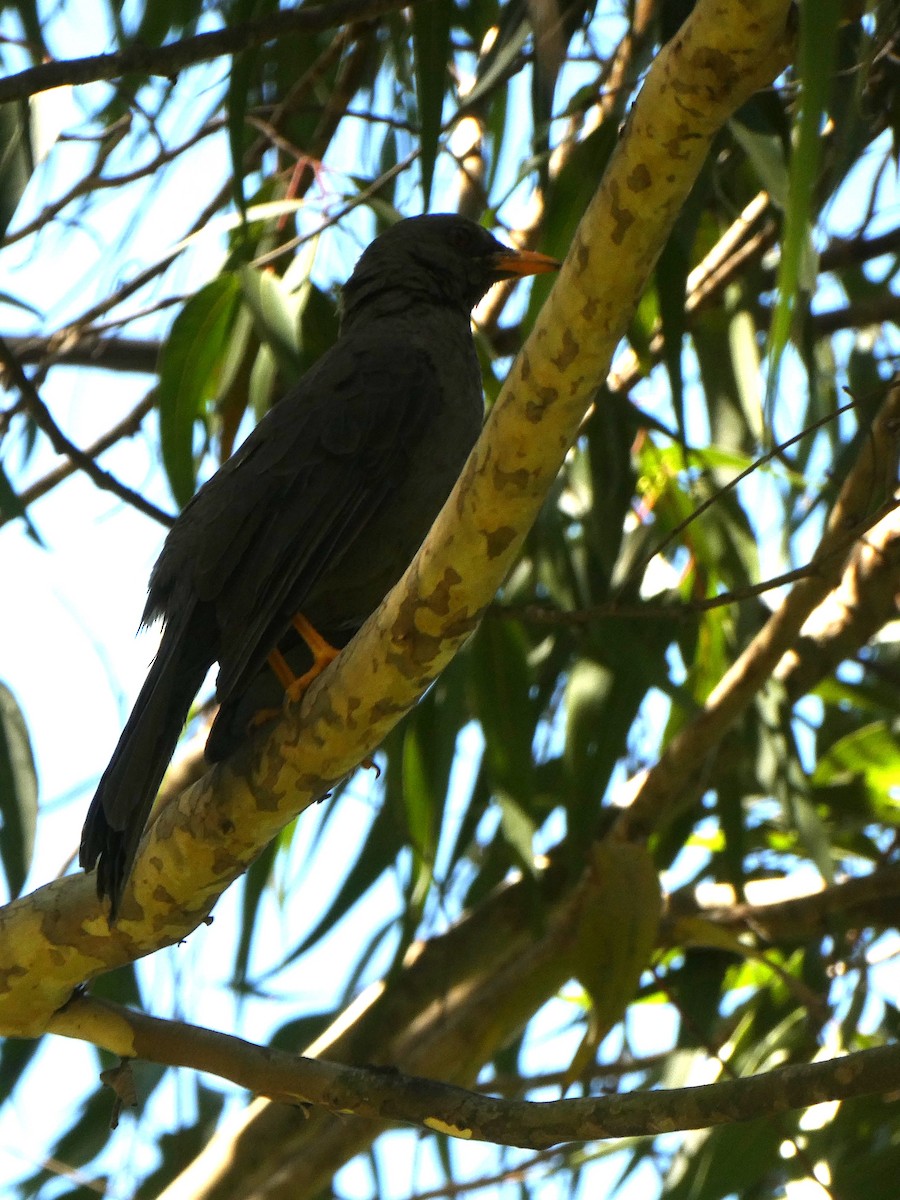 Great Thrush - ML647415437