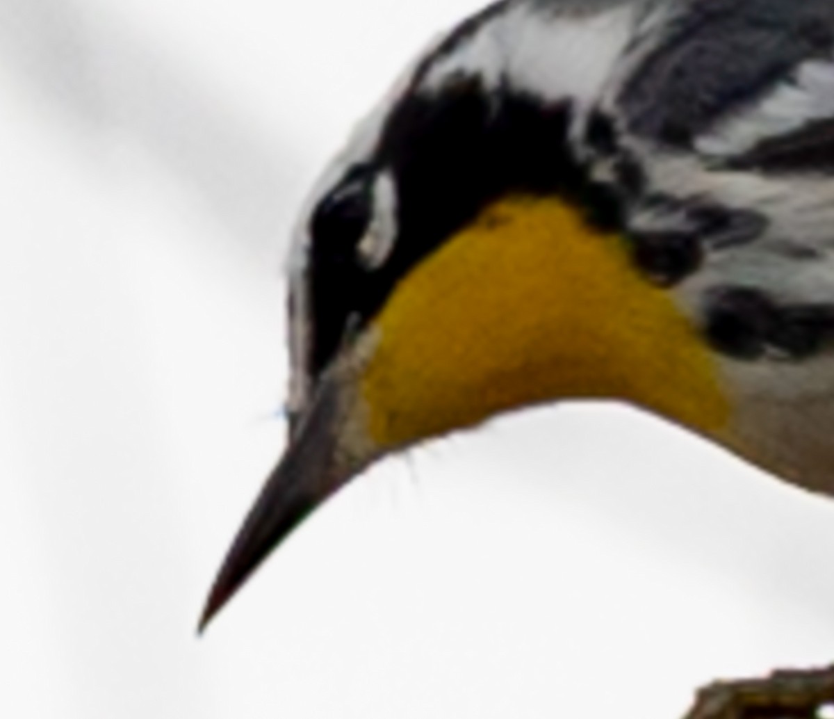 Paruline à gorge jaune - ML647415446