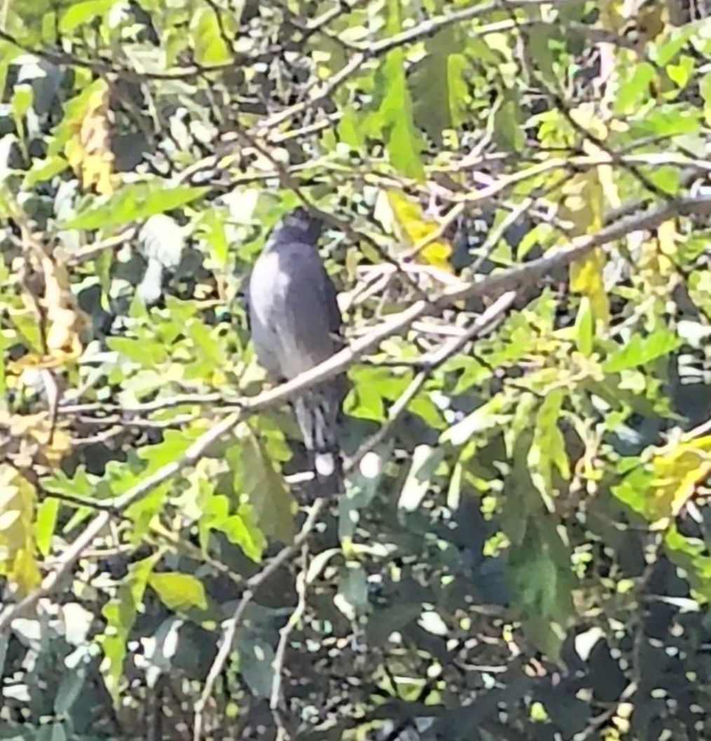 Red-crested Cotinga - ML647415448