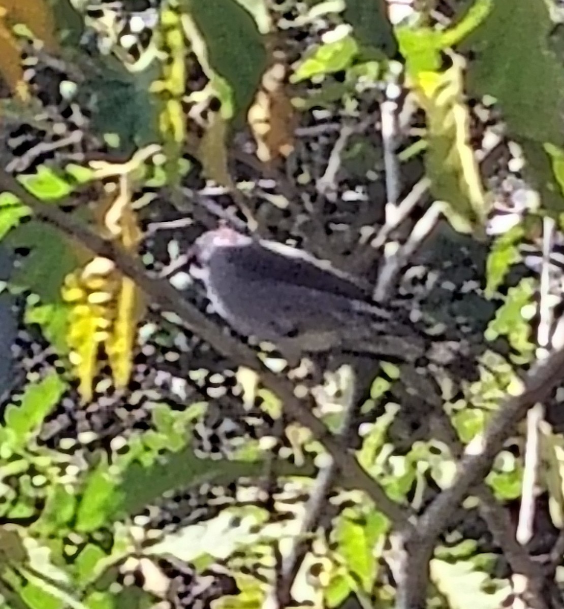 Red-crested Cotinga - ML647415449