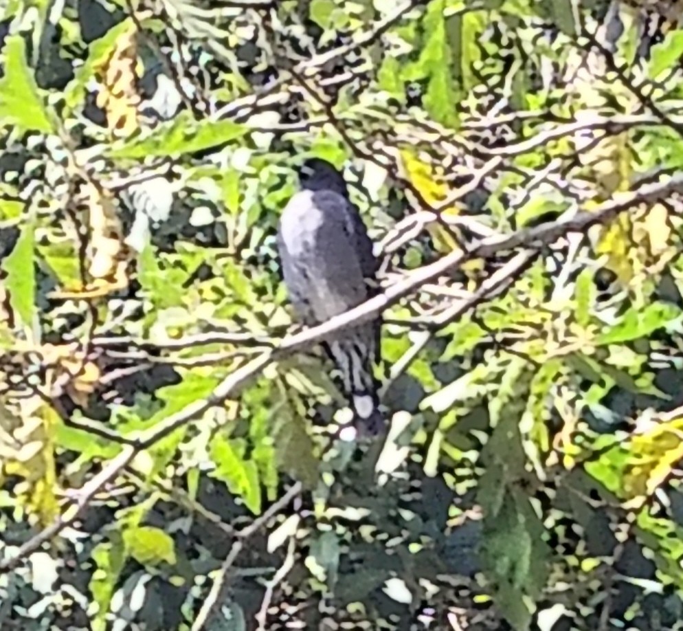 Red-crested Cotinga - ML647415450