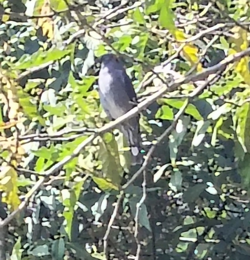 Red-crested Cotinga - ML647415451