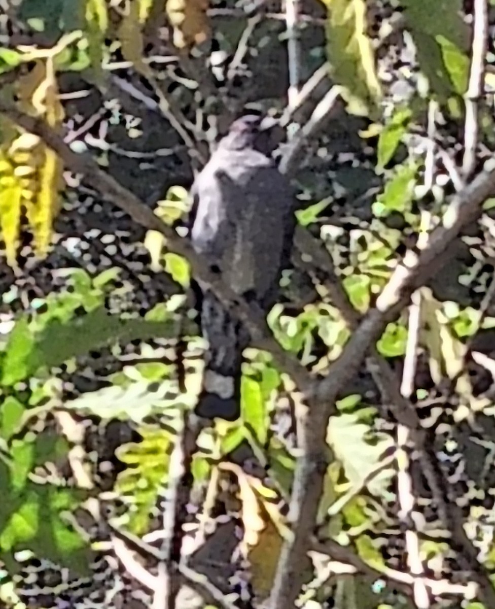 Red-crested Cotinga - ML647415453