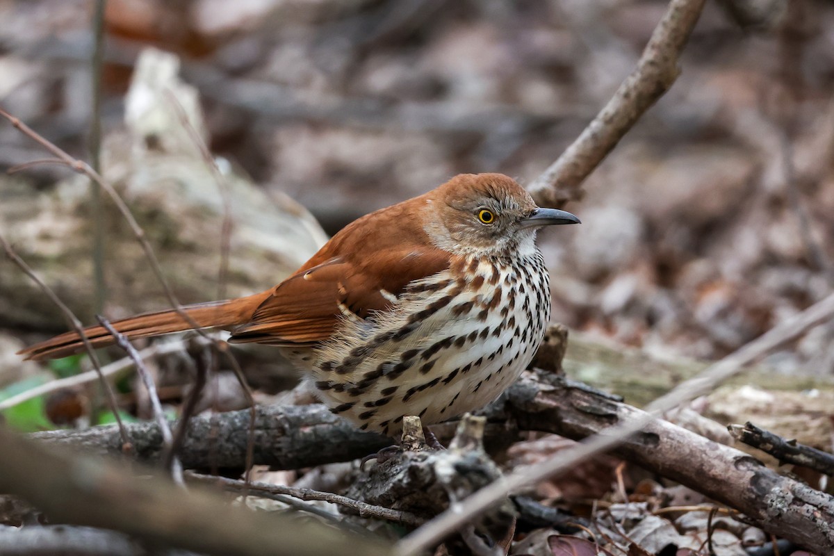 brunspottefugl - ML647415455