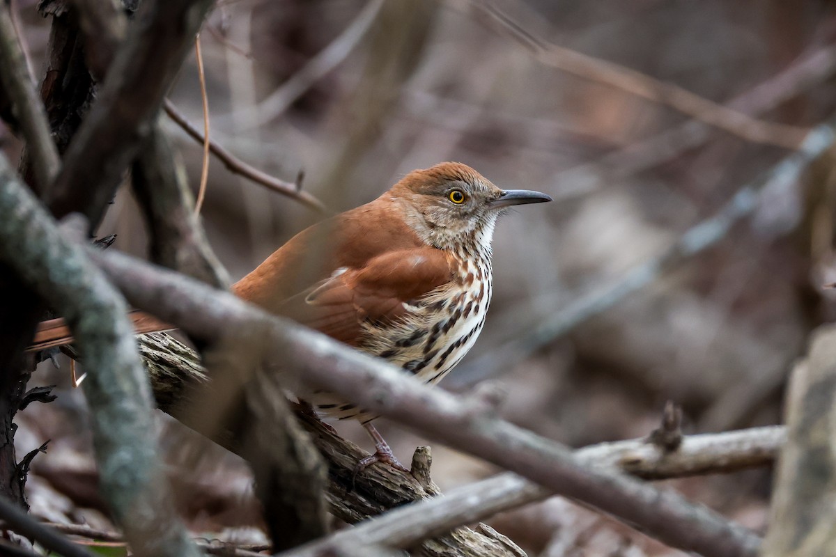 brunspottefugl - ML647415456