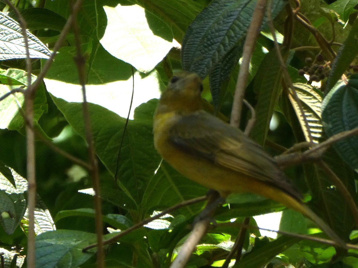 Summer Tanager - ML647415458