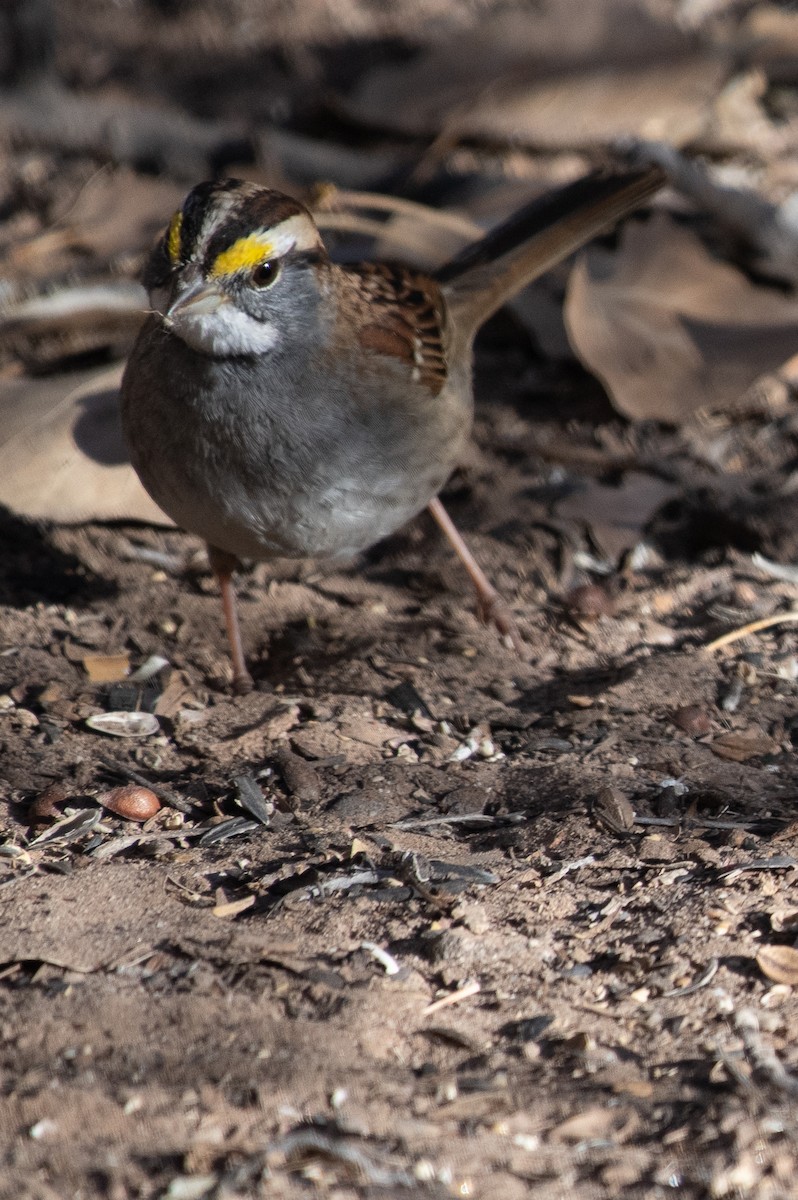 White-throated Sparrow - ML647415460