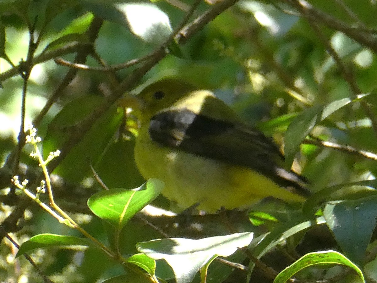 Scarlet Tanager - ML647415462