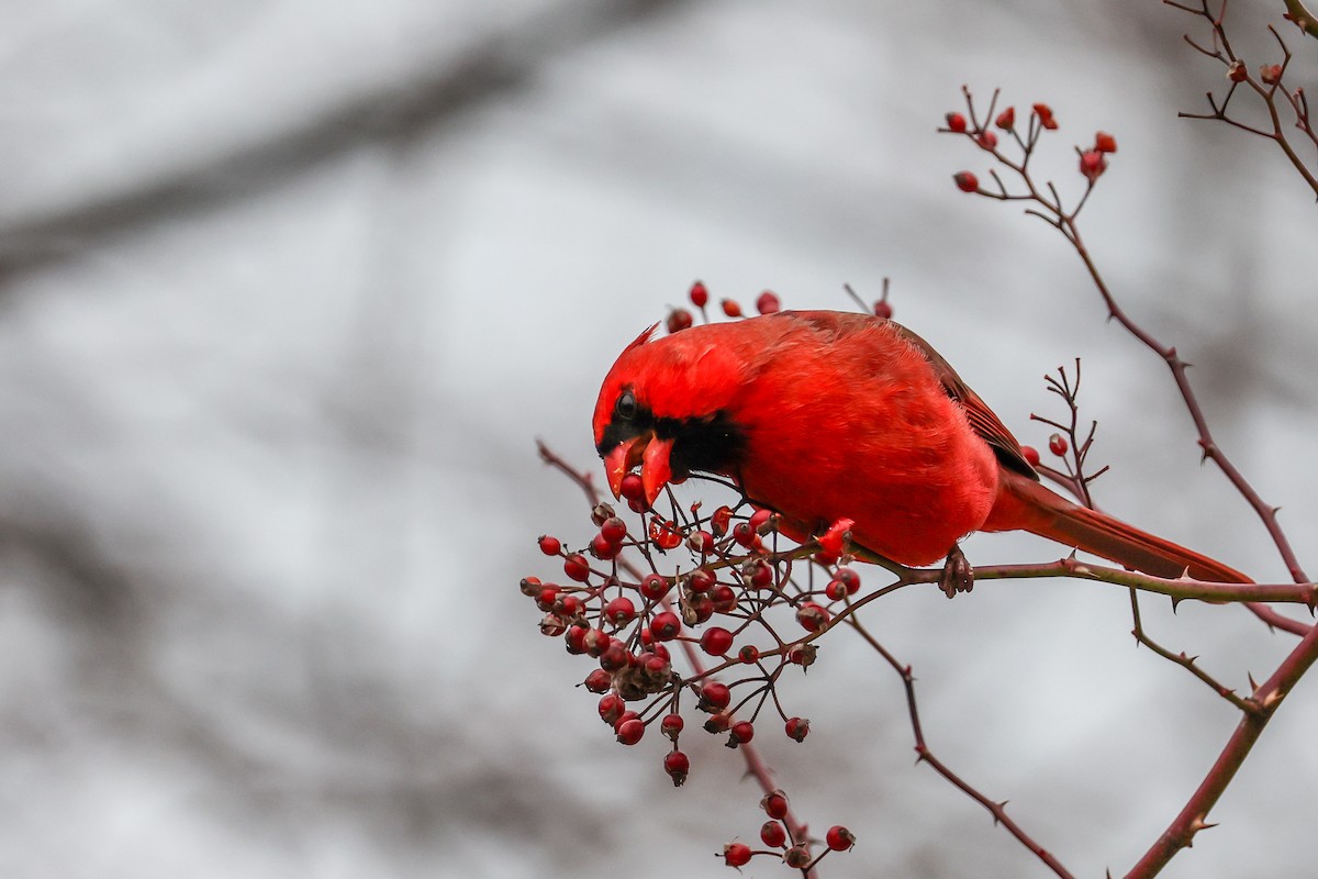 Northern Cardinal - ML647415465