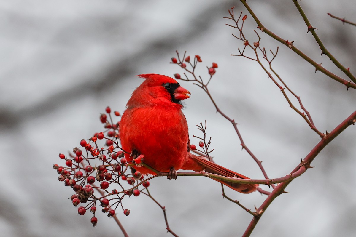 Northern Cardinal - ML647415466