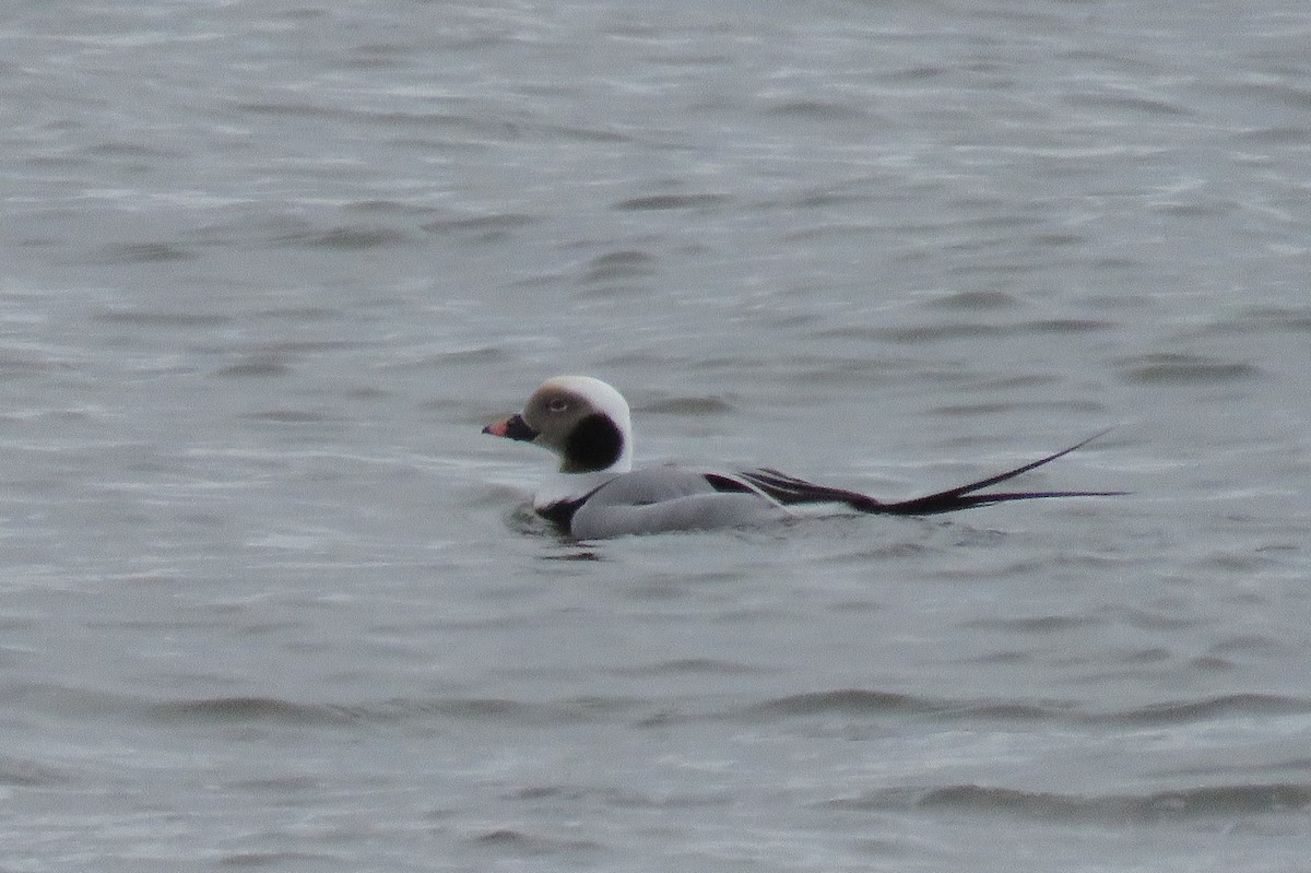 長尾鴨 - ML647415467