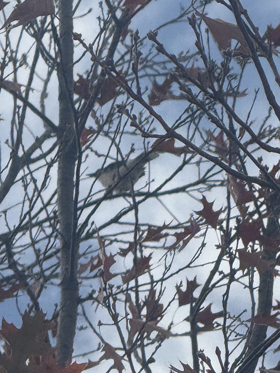 Blue Jay - ML647415468