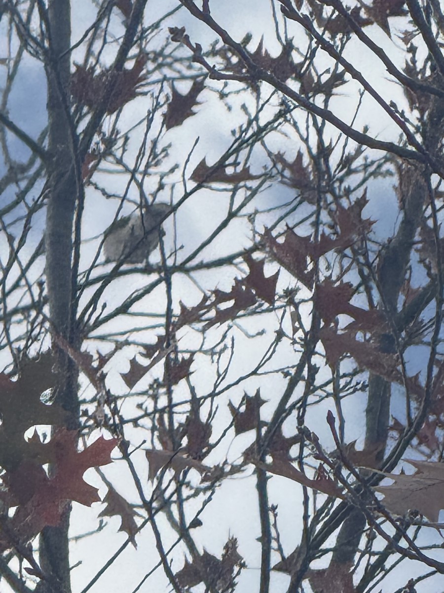 Blue Jay - ML647415470