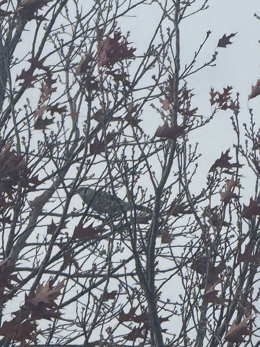 Blue Jay - ML647415471