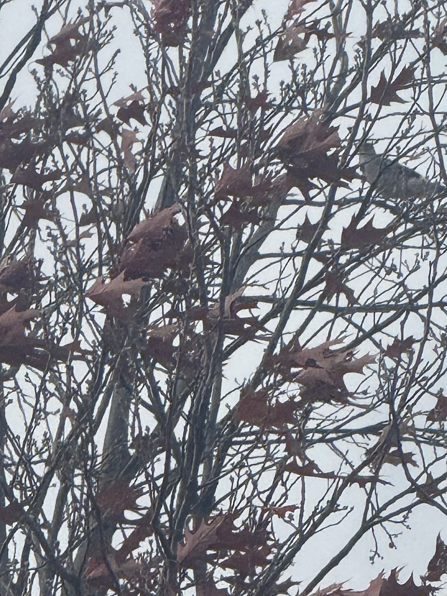 Blue Jay - ML647415473