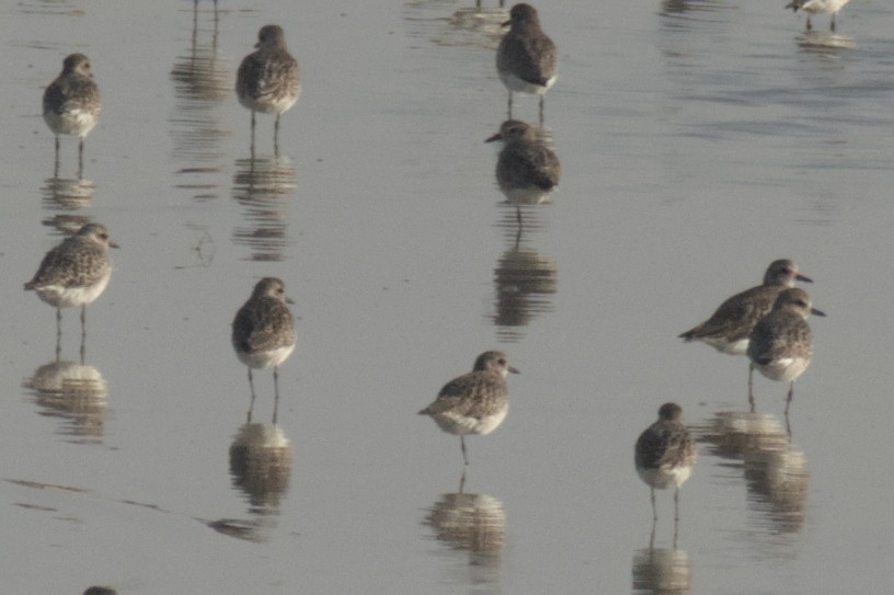 鴴科 - ML647415474