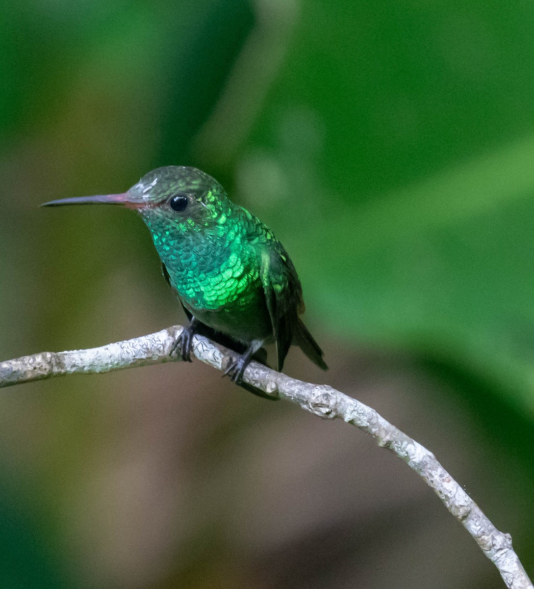 Rufous-tailed Hummingbird - ML647415475