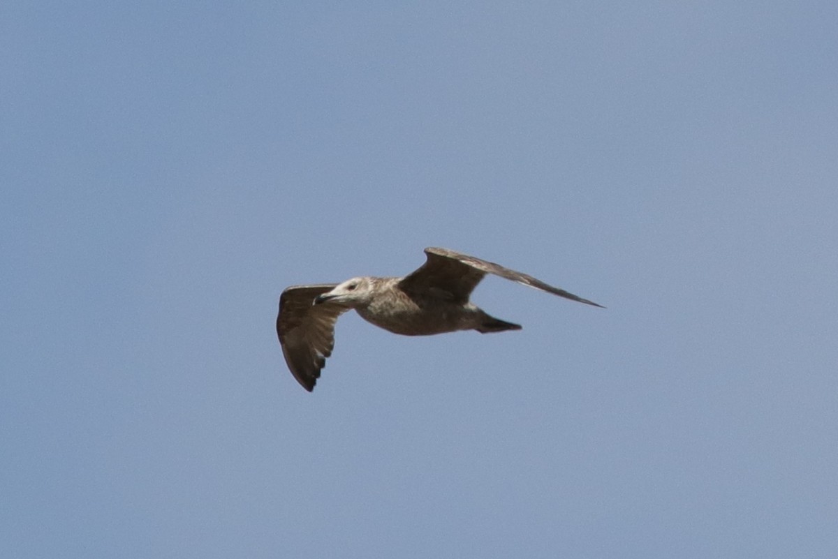 American Herring Gull - ML647415477