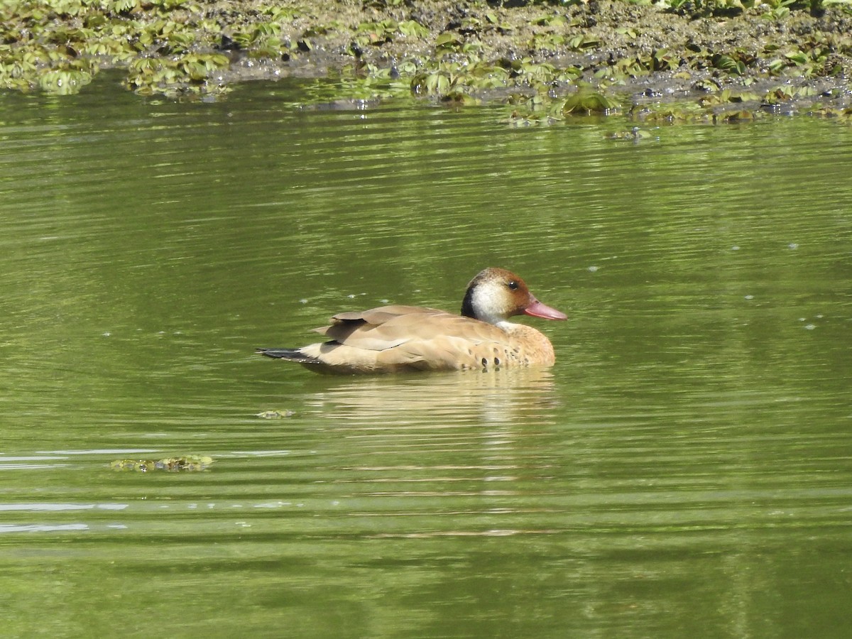 Brazilian Teal - ML647415480
