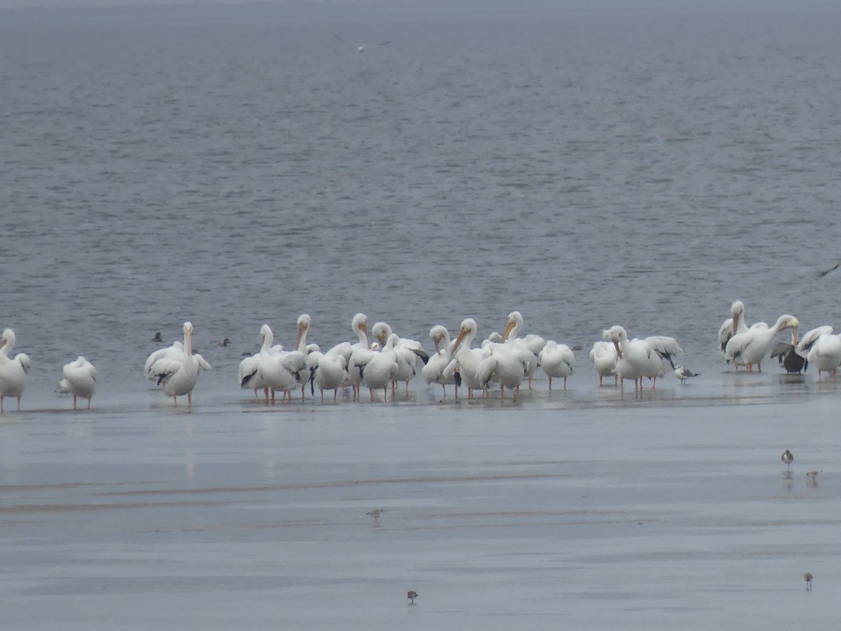 American White Pelican - ML647415481