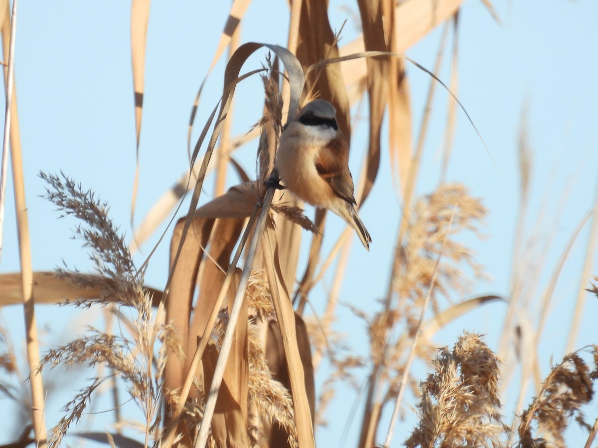 Eurasian Penduline-Tit - ML647415483