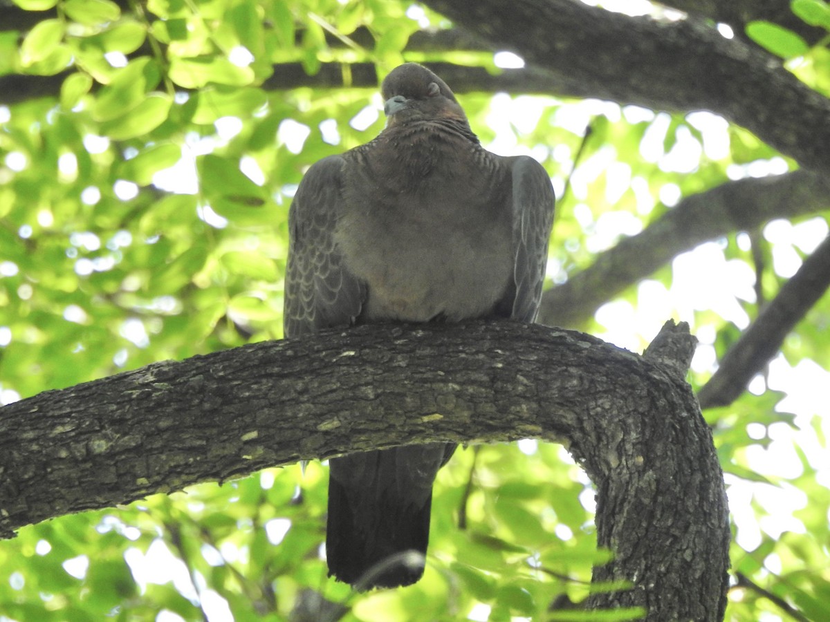 Picazuro Pigeon - ML647415484