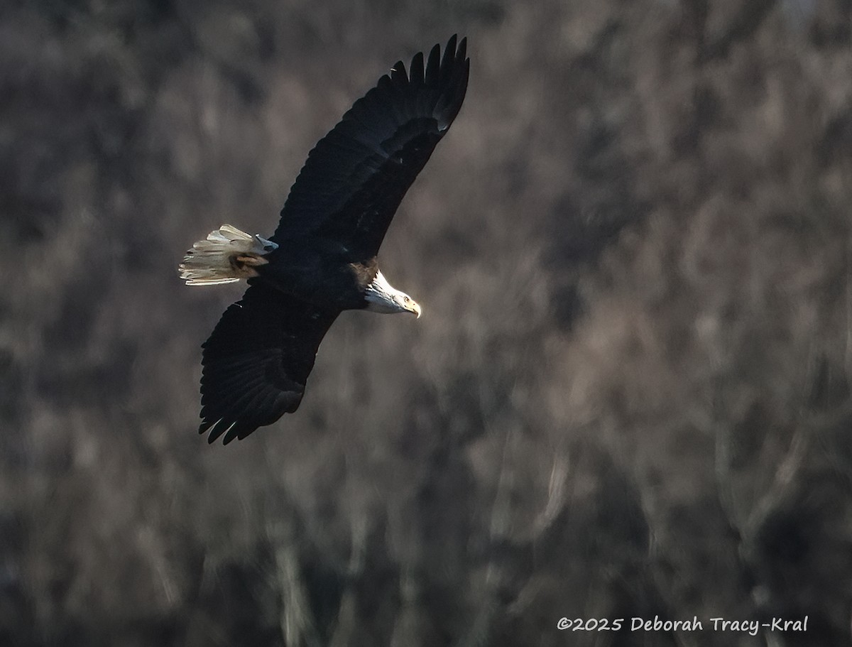 Bald Eagle - ML647415485