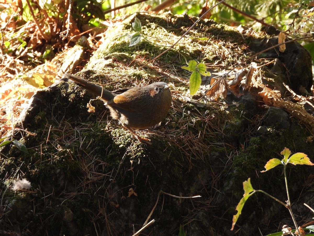 Streaked Laughingthrush - ML647415486
