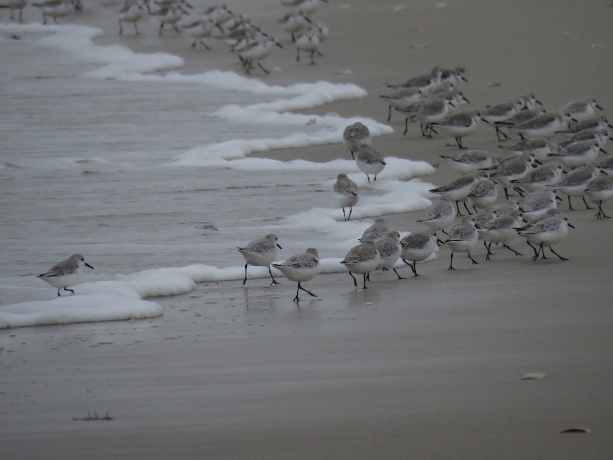 三趾濱鷸 - ML647415487