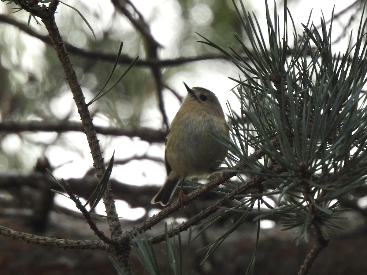 戴菊鳥 - ML647415494