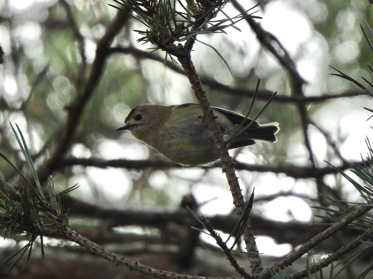 戴菊鳥 - ML647415495