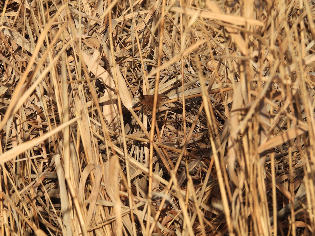 鷦鷯 - ML647415496