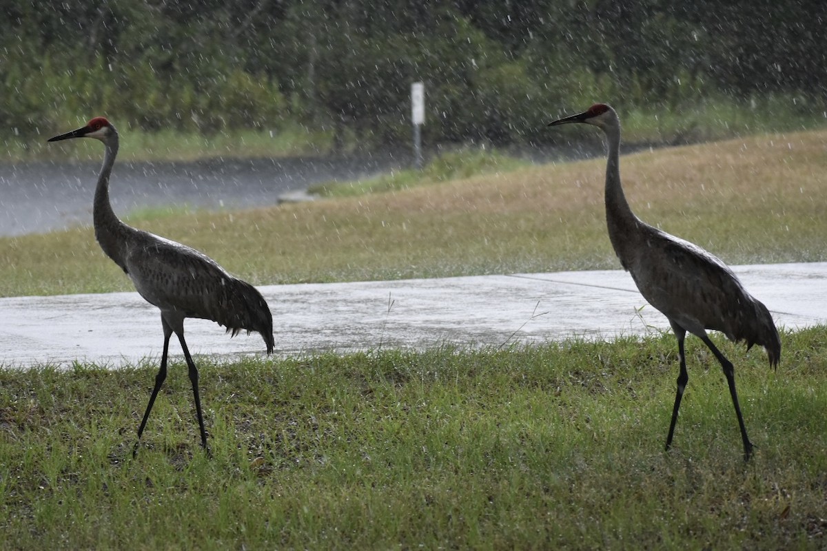 沙丘鶴 - ML647415498
