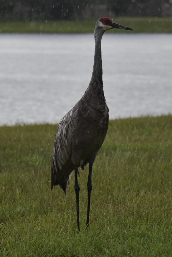 沙丘鶴 - ML647415499