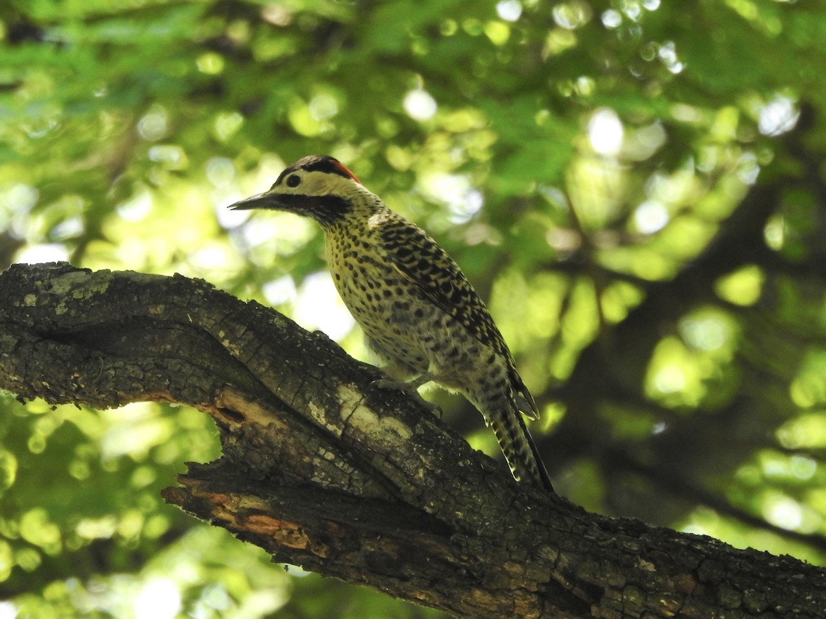 Декол плямистоволий - ML647415506