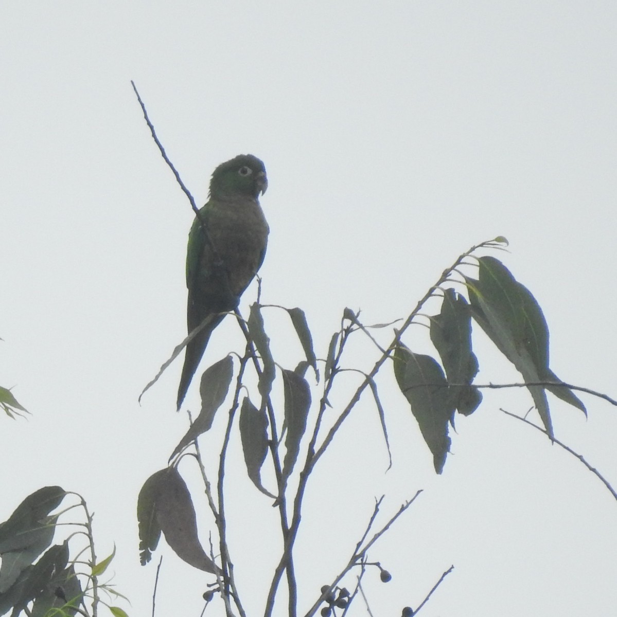 Olive-throated Parakeet - ML647415510