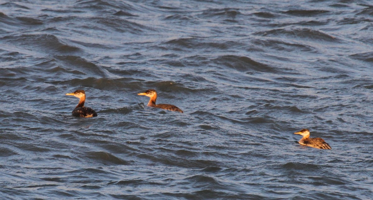 Somormujo Cuellirrojo - ML647415514