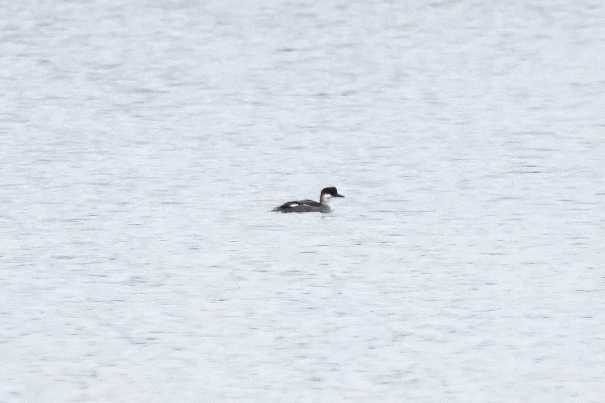 Pesciaiola - ML647415515