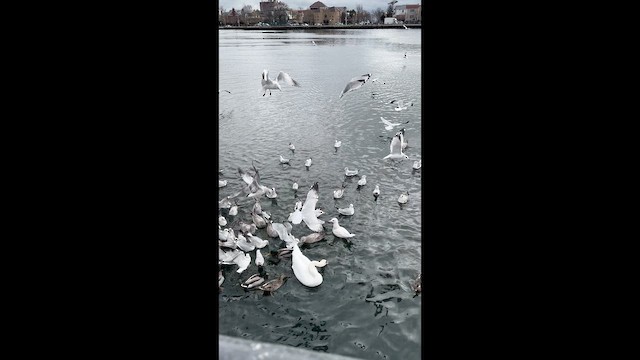 Бургомистр - ML647415519