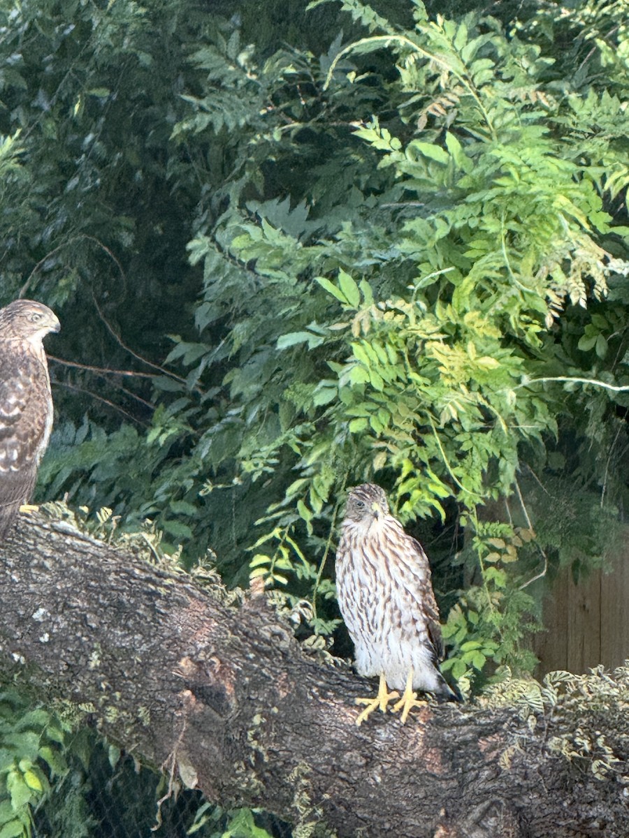 Cooper's Hawk - ML647415524