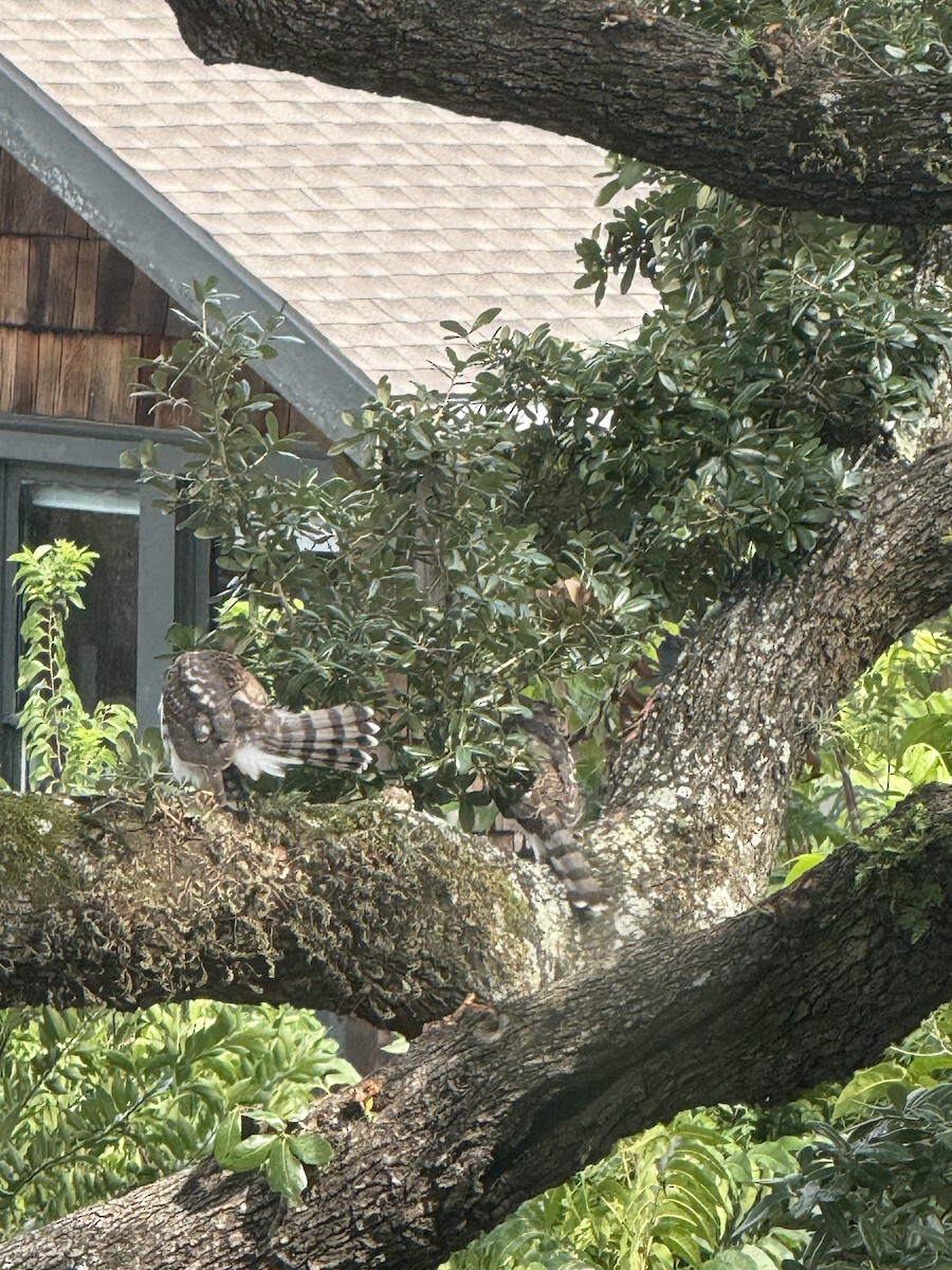 Cooper's Hawk - ML647415525