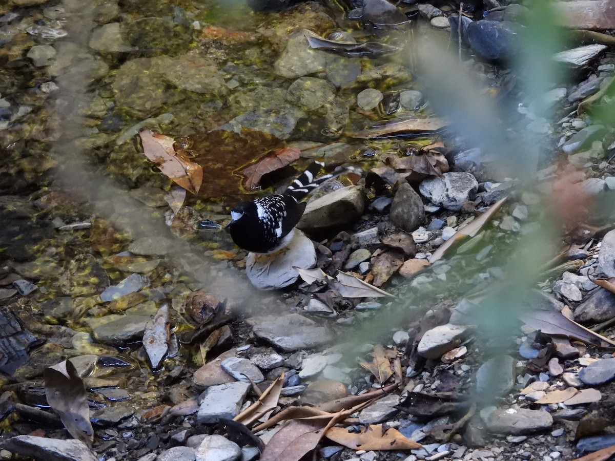 Spotted Forktail - ML647415527