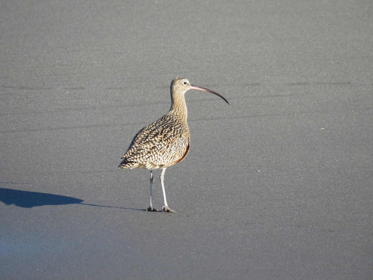 Кульон американський - ML647415530